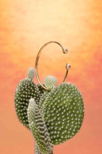 Bona Calvi presenta la nuova Cactus Capsule Collection